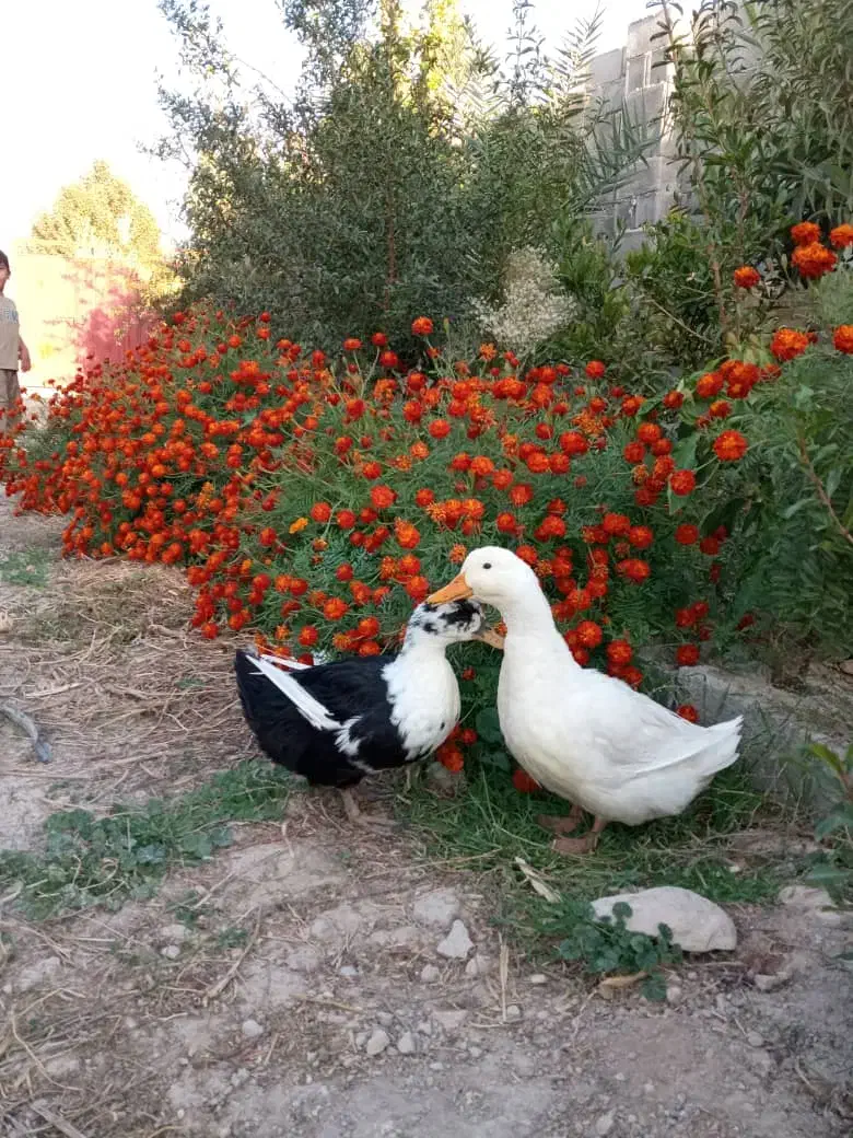 اُردک وخرگوش درکوار|حیوانات مزرعه|کوار, |دیوار