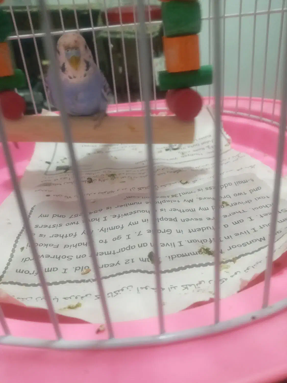 پرندگان|پرنده|رشت, حافظ آباد|دیوار