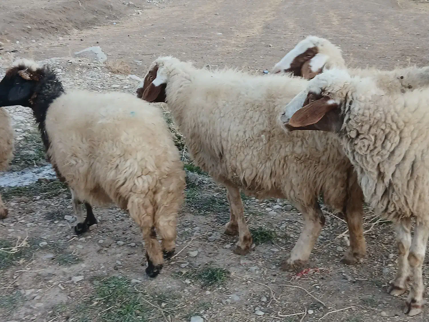 گوسفند|حیوانات مزرعه|ملکشاهی, |دیوار