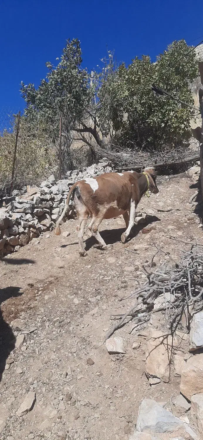 دو راس گاو داشتی|حیوانات مزرعه|پاوه, |دیوار