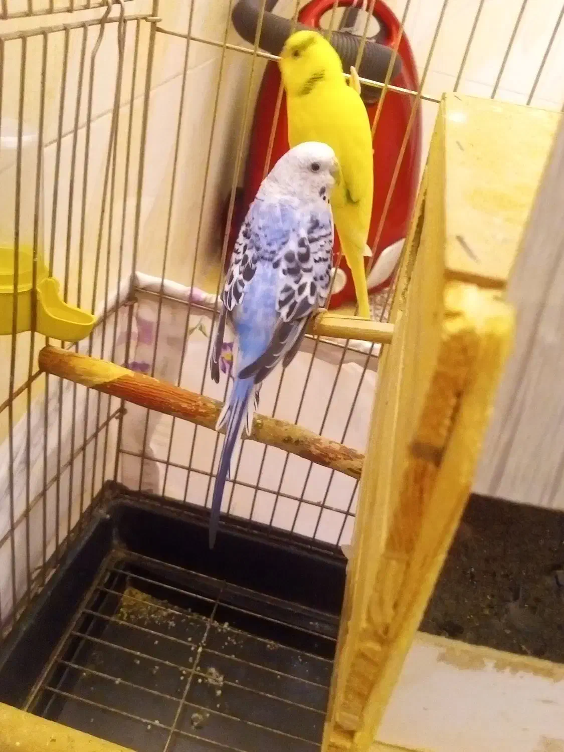 مرغ عشق|پرنده|تهران, مشیریه|دیوار