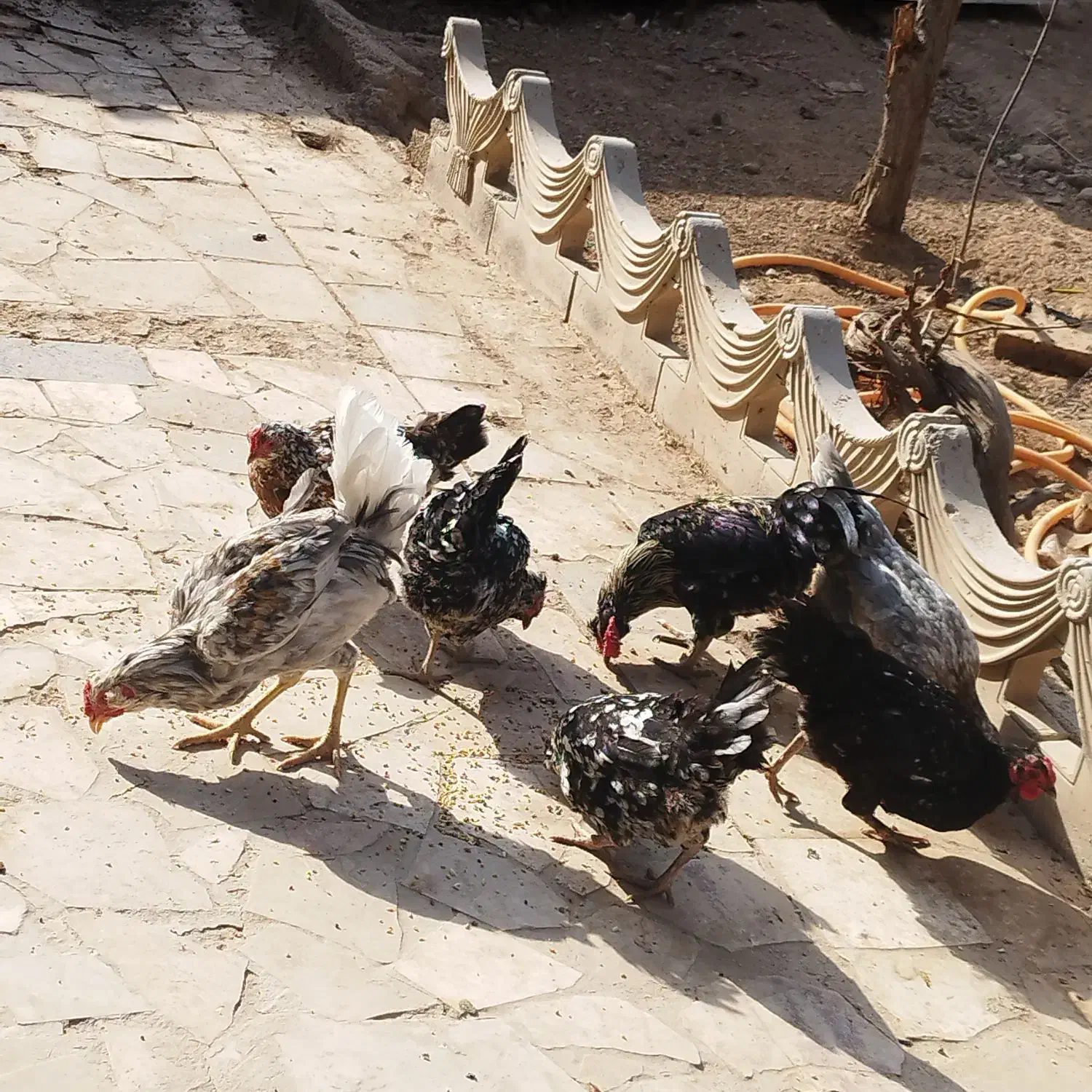 ۶عدد مرغ. یک عدد خروس.  نژاد گلین|پرنده|مشهد, ابرغن|دیوار