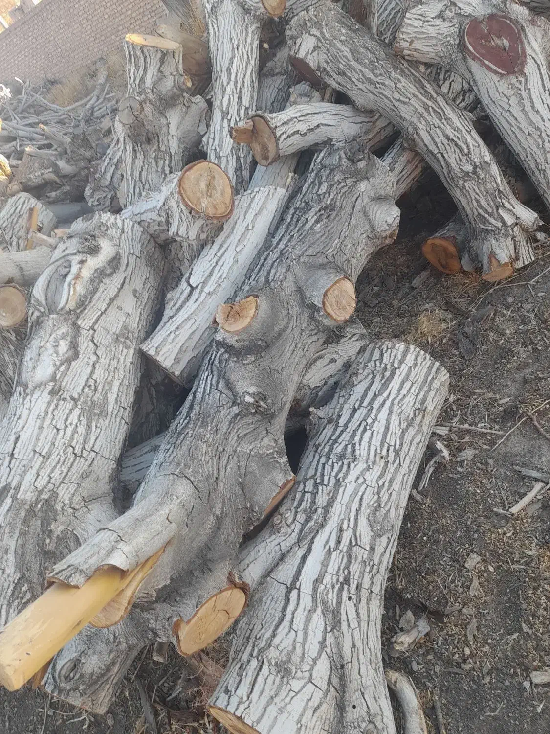 چند تن چوب خشک خشک سنجد توت زبان گنجشک گردو|عمده‌فروشی|ری, امین آباد|دیوار