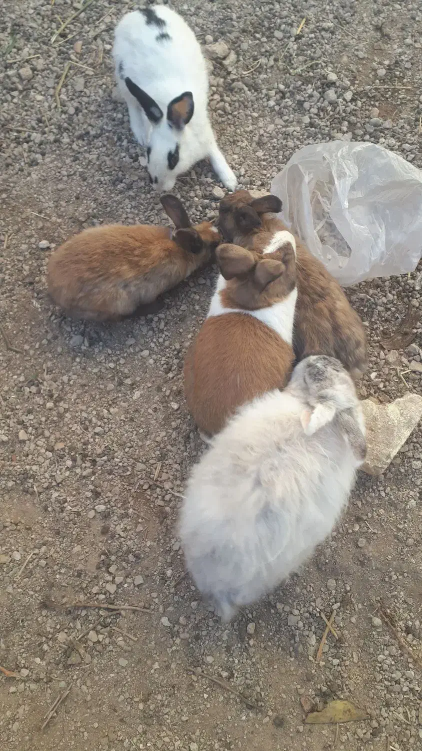 حاج خرگوش|موش و خرگوش|فیروزآباد (فارس), |دیوار