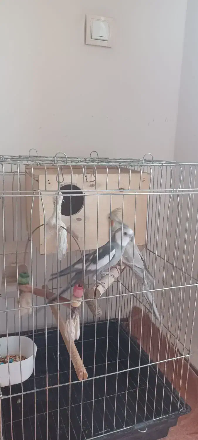 جفت عروس هلندی سالم وسرحال و سخنگو|پرنده|شهریار, شهرک وائین|دیوار