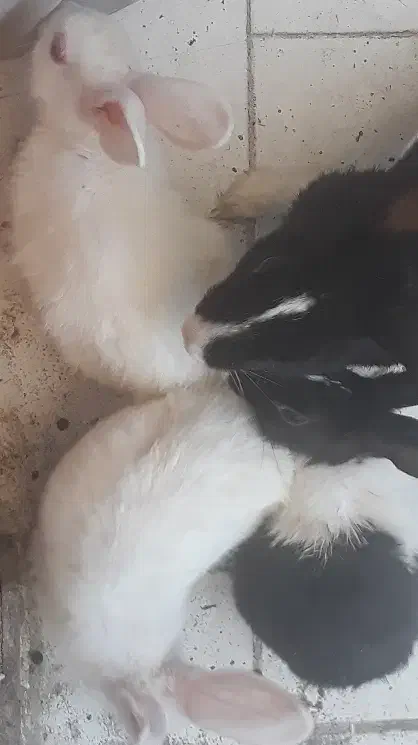 ۳عددخرگوش|موش و خرگوش|پرند, فاز ۵|دیوار