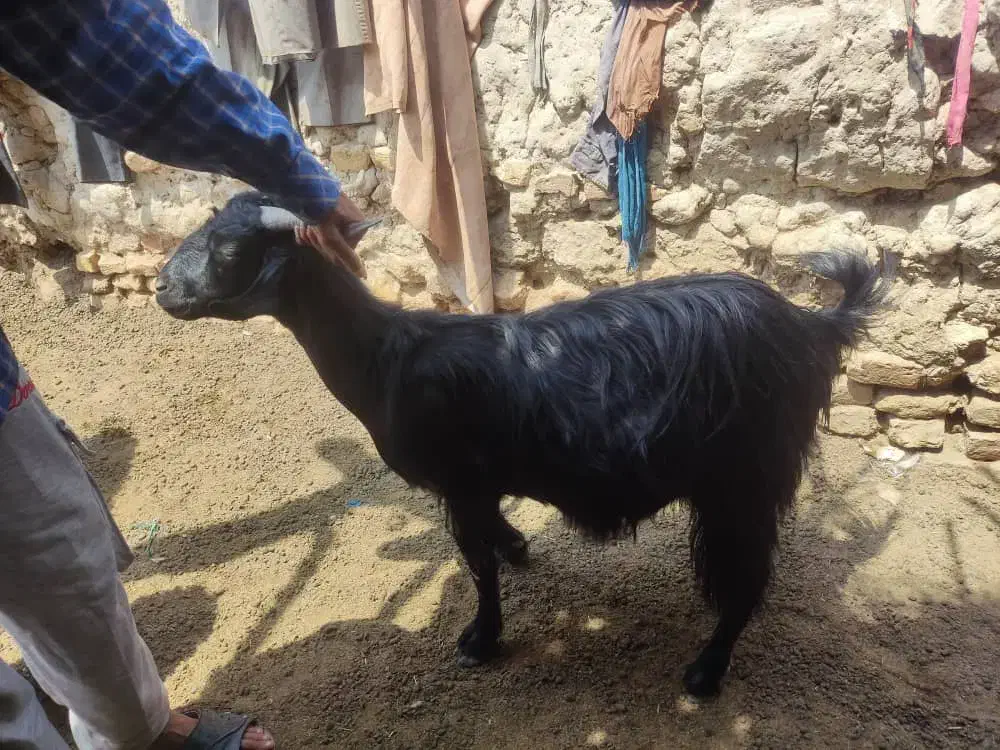 یک راس بز ماده|حیوانات مزرعه|هامون, |دیوار