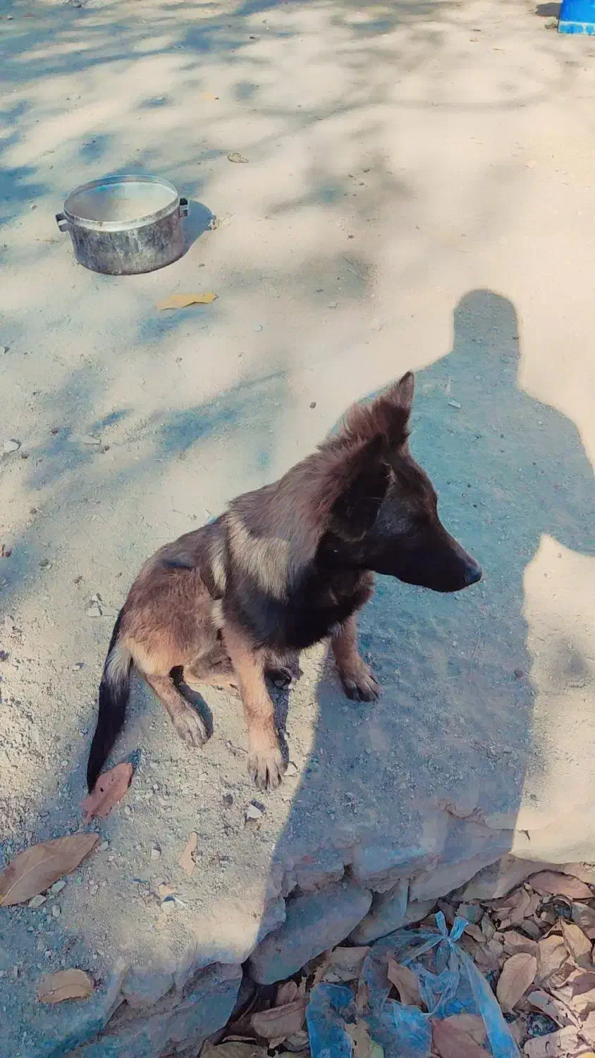 سگ مالینیوز درایو بالا|سگ|جیرفت, |دیوار