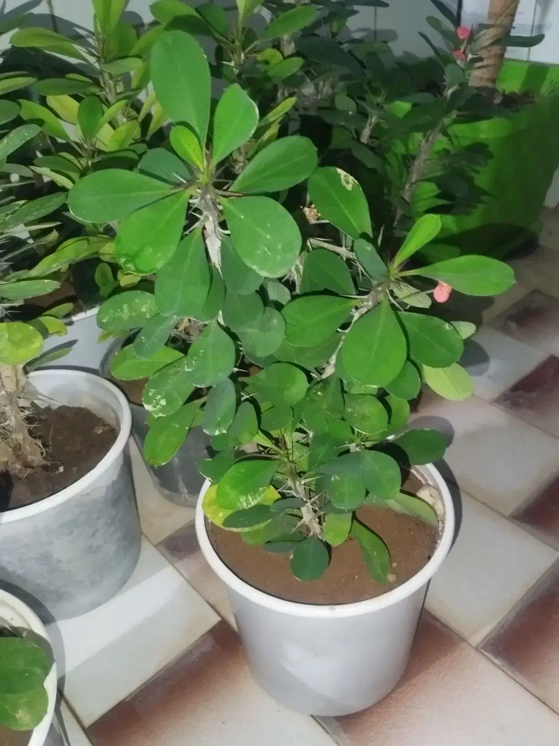 گل و گیاه|گل و گیاه طبیعی|بروجن, |دیوار