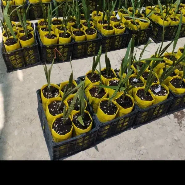 نخل مجول زعفرانی اصل|خدمات باغبانی و درختکاری|بشاگرد, |دیوار