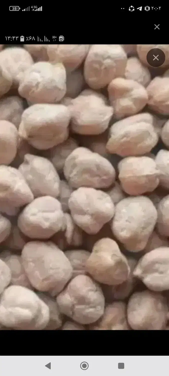 نخود گایانه|عمده‌فروشی|ایوان, |دیوار