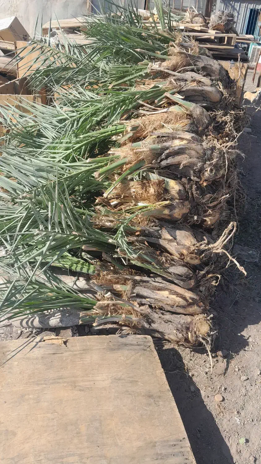 فروش پاجوش(جنگ درخت)|گل و گیاه طبیعی|بم, |دیوار