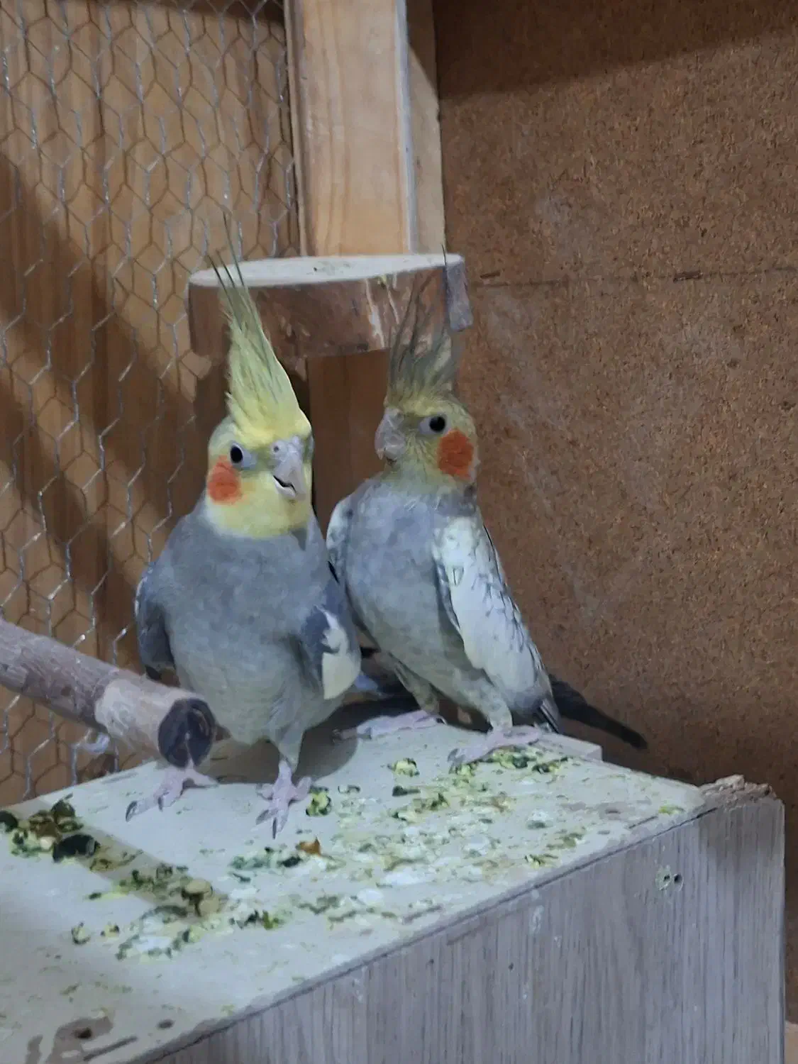 عروس هلندی|پرنده|قم, نیروگاه|دیوار