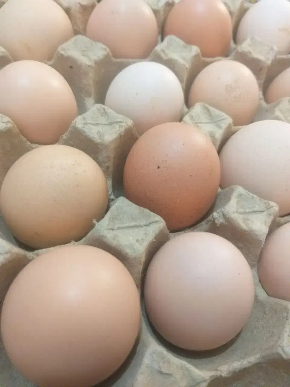 تخم مرغ محلی|خوردنی و آشامیدنی|فاضل آباد, |دیوار