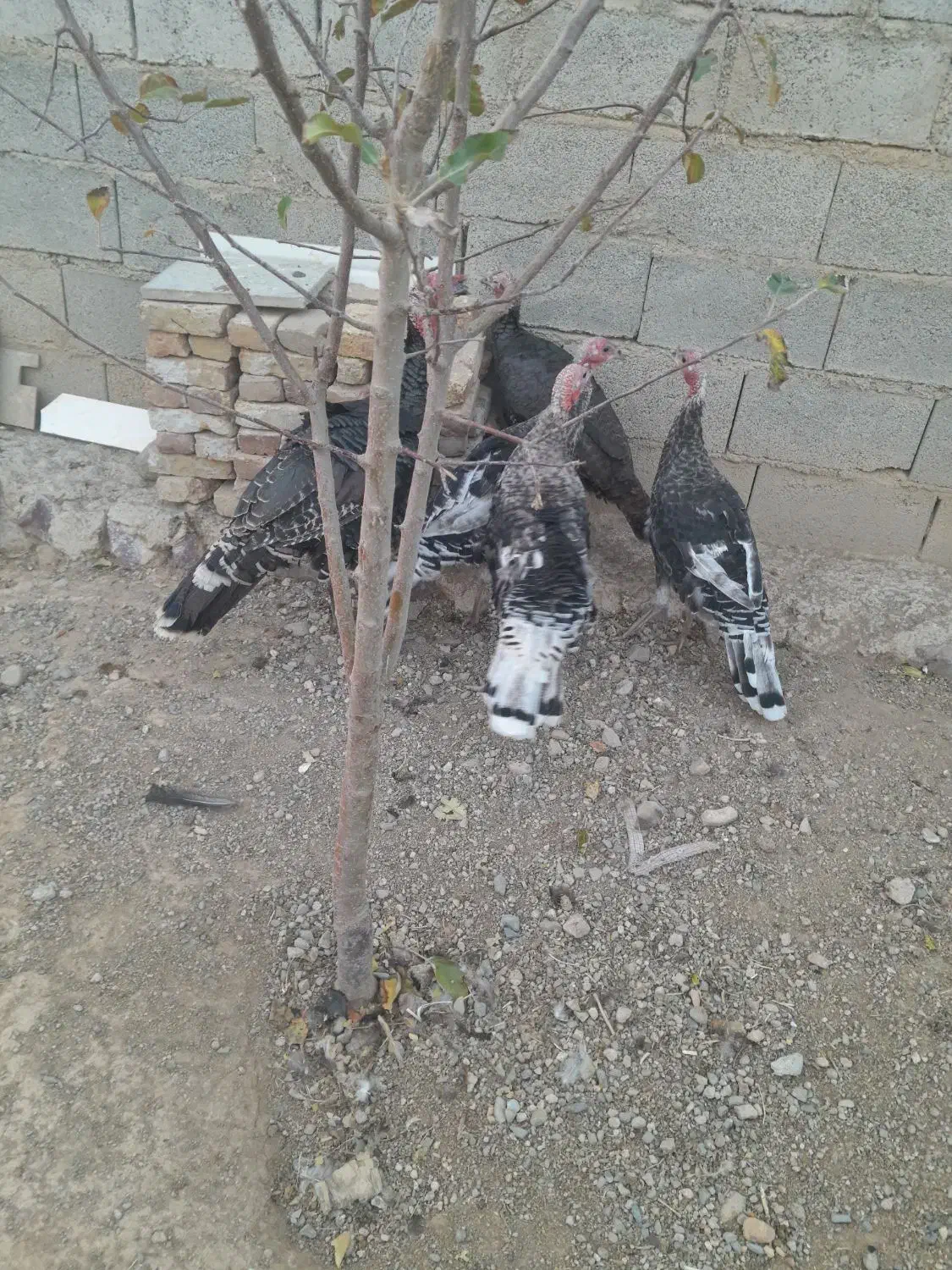 بوقلمون طبیعی|حیوانات مزرعه|اهر, |دیوار