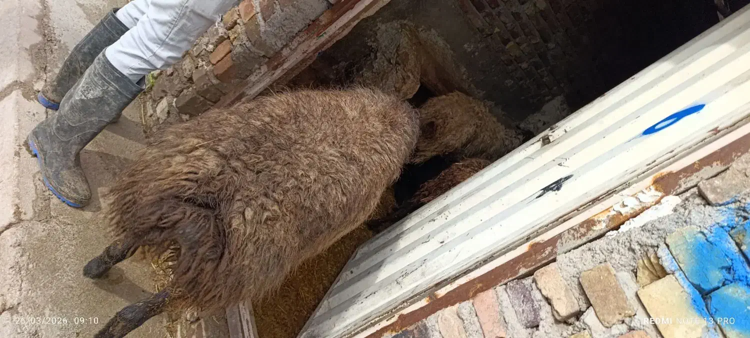 بره نر ۵۵ کیلویی چاق|حیوانات مزرعه|قزوین, |دیوار