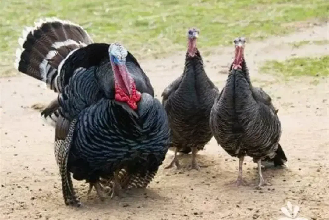 تخم بوقلمون نطفه دار|حیوانات مزرعه|آشخانه, |دیوار