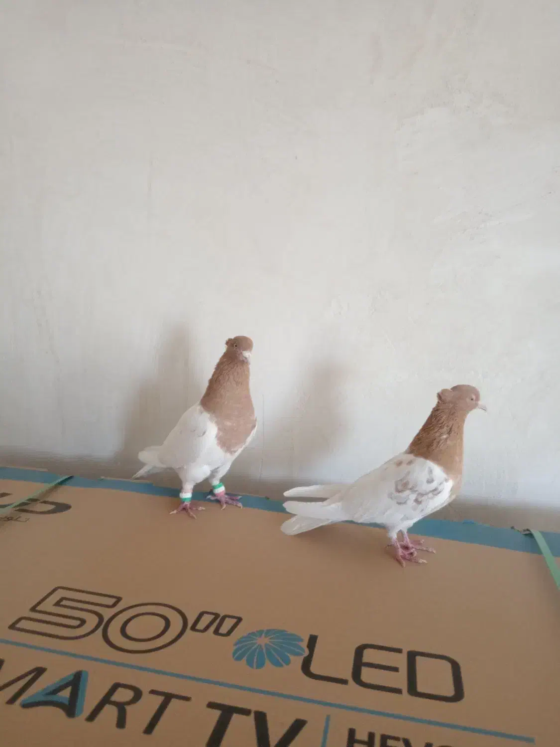 کبوتر کله زرد|پرنده|هریس, |دیوار