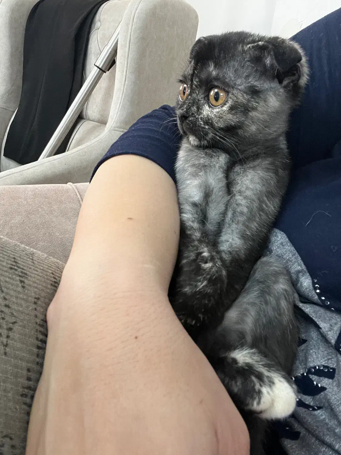 بچه گربه اسکانیش بریتیش فروشی|گربه|تبریز, |دیوار