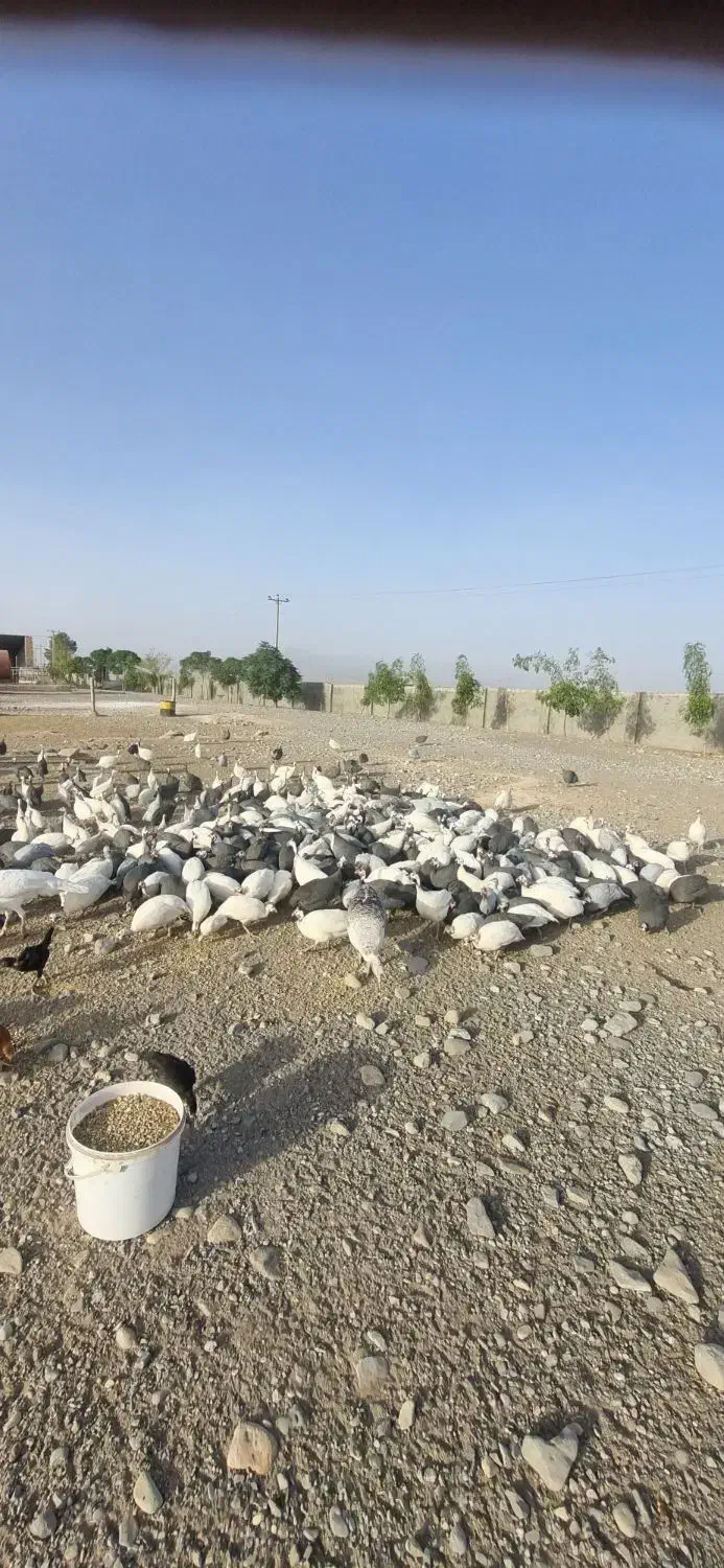 مرغ شاخدار|حیوانات مزرعه|کاشمر, |دیوار