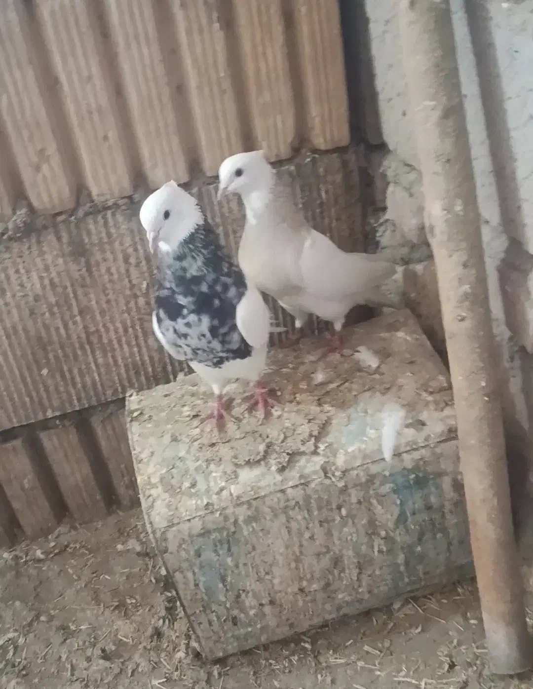 طوقی هفترنگ|پرنده|مشهد, محمدآباد|دیوار