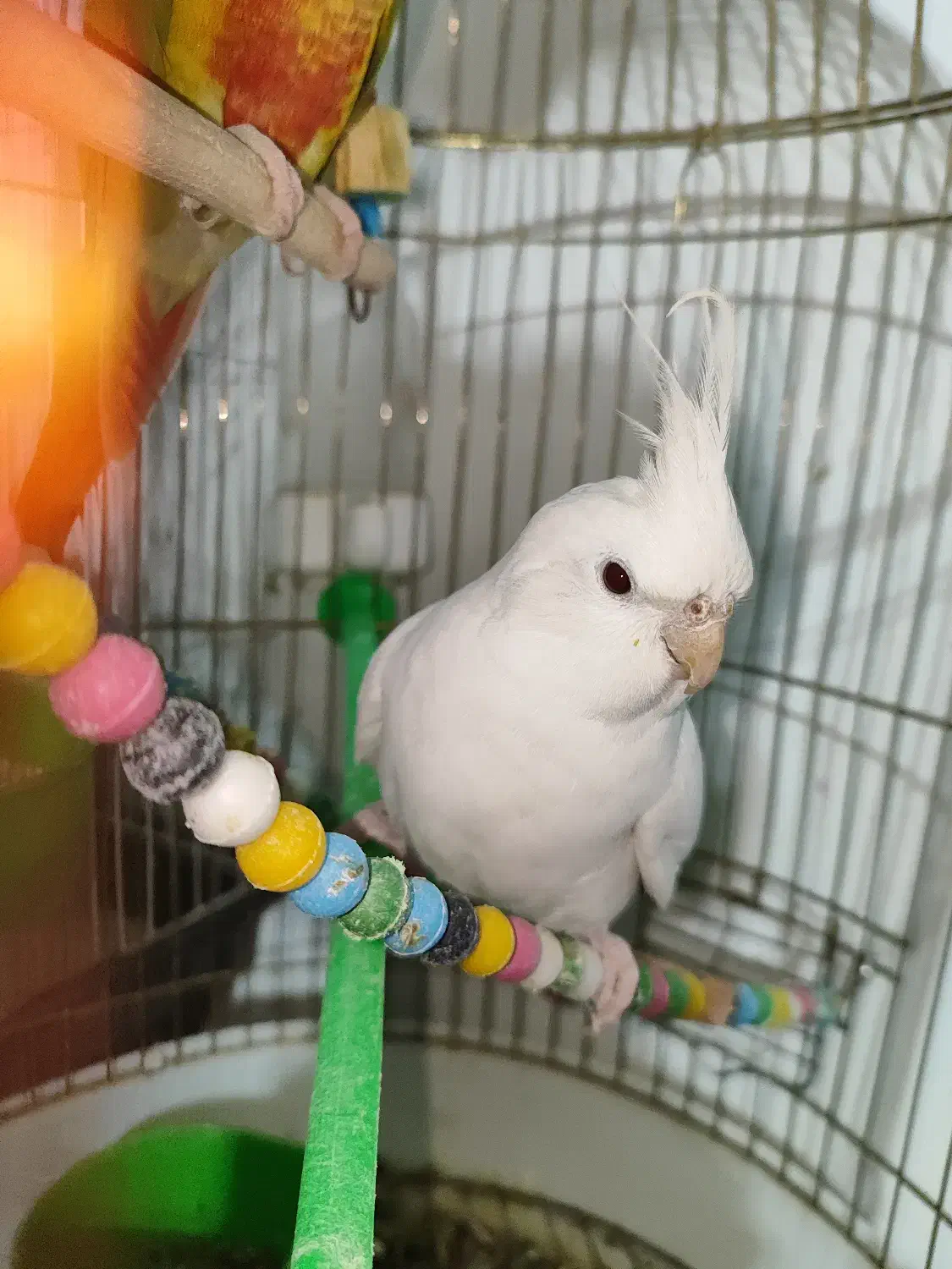 طوطی گرینچیک و عروس هلندی البینو|پرنده|گلزار, |دیوار