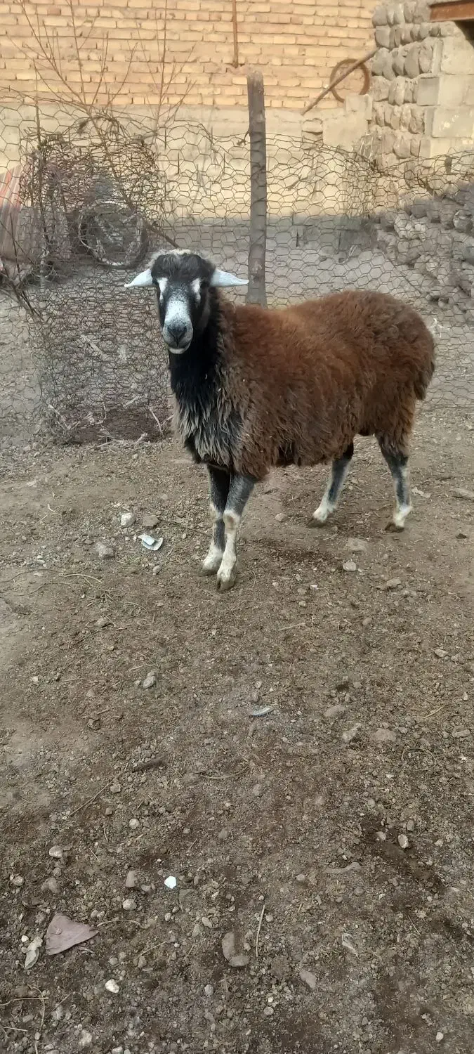 کوسفند نر یک سال|حیوانات مزرعه|مشگین شهر, |دیوار