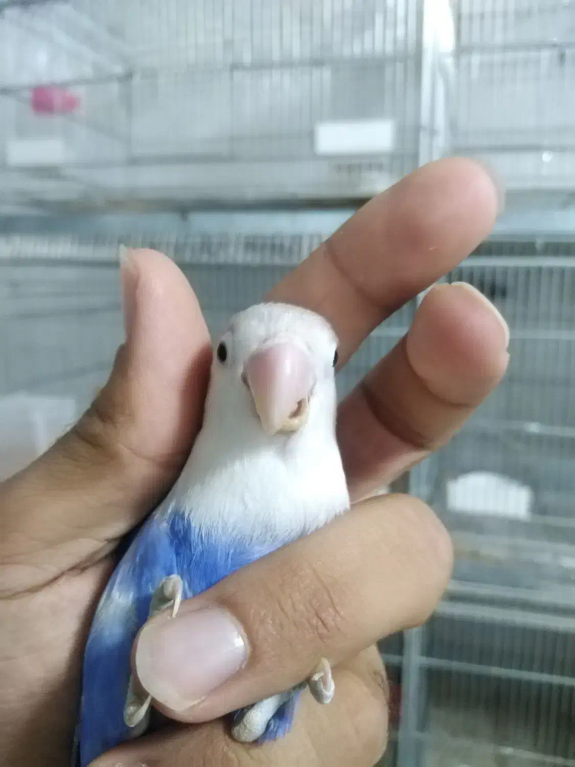 اوپلاین ویولت|پرنده|مشهد, شهید قربانی|دیوار