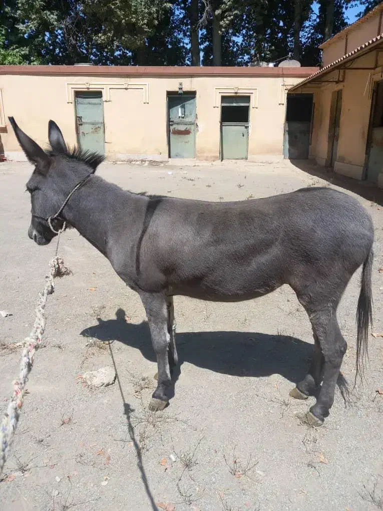 خر الاغ ماده جوان|حیوانات مزرعه|هشتگرد, گلسار|دیوار