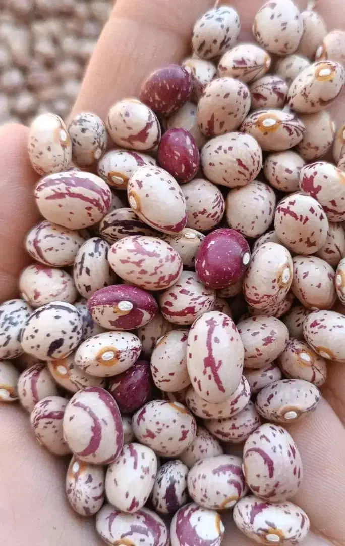 فروش|خوردنی و آشامیدنی|اندیمشک, |دیوار