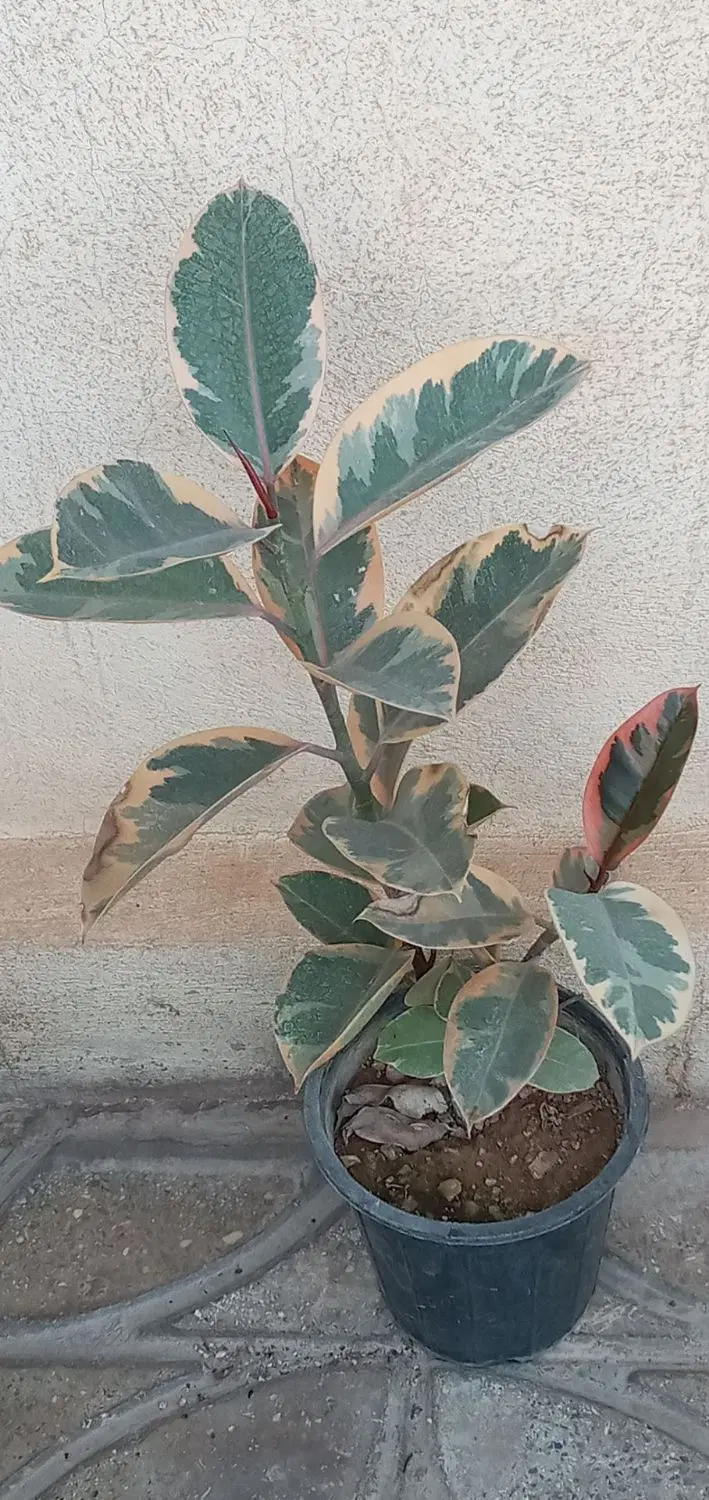 لباس|لباس|آبدانان, |دیوار