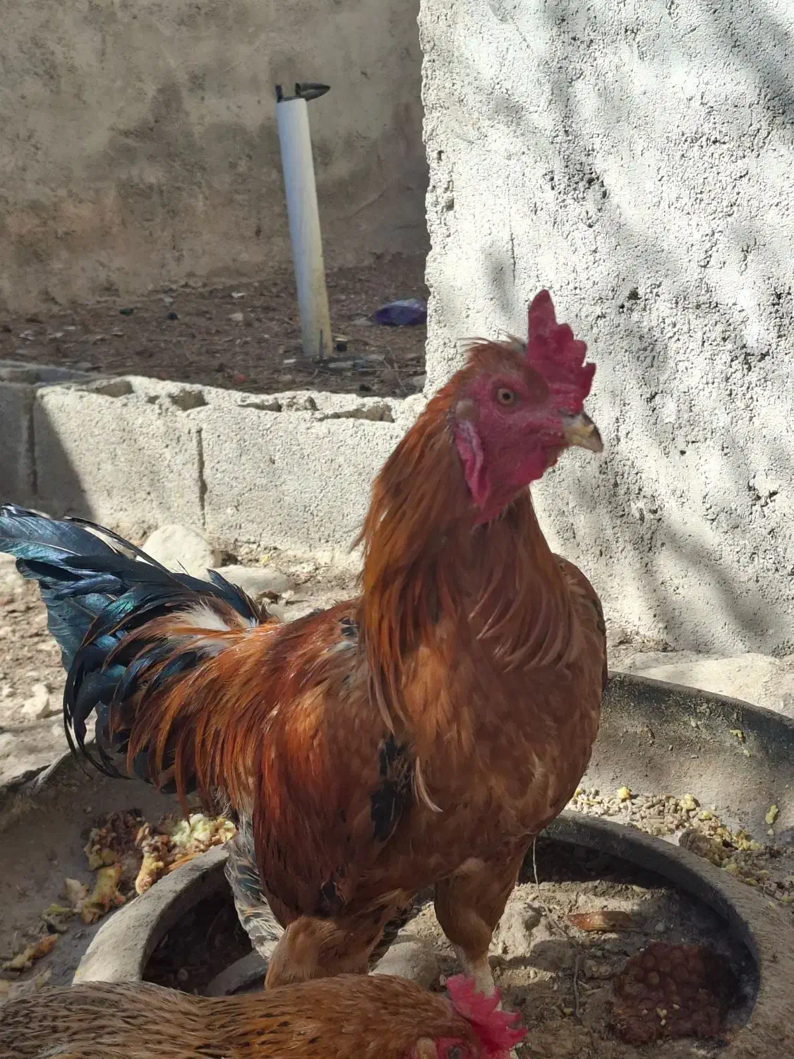 فروش خروس لاری|حیوانات مزرعه|قیروکارزین, |دیوار