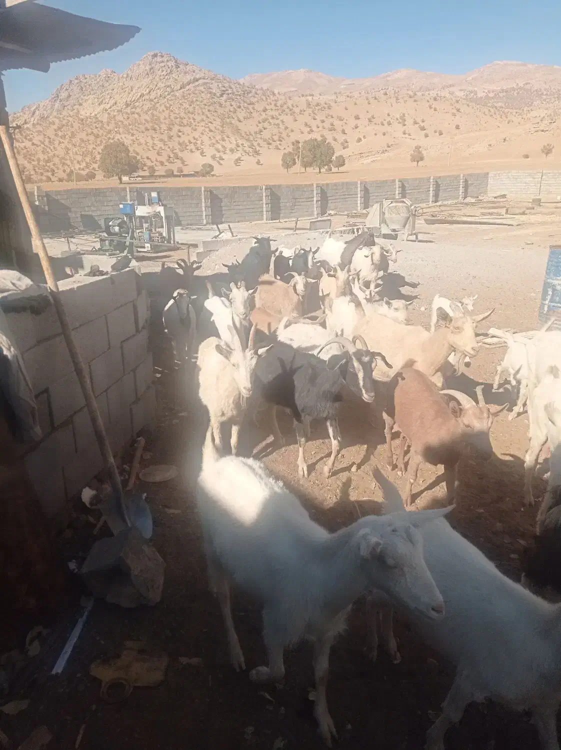 بز سانن|حیوانات مزرعه|ارمند, |دیوار