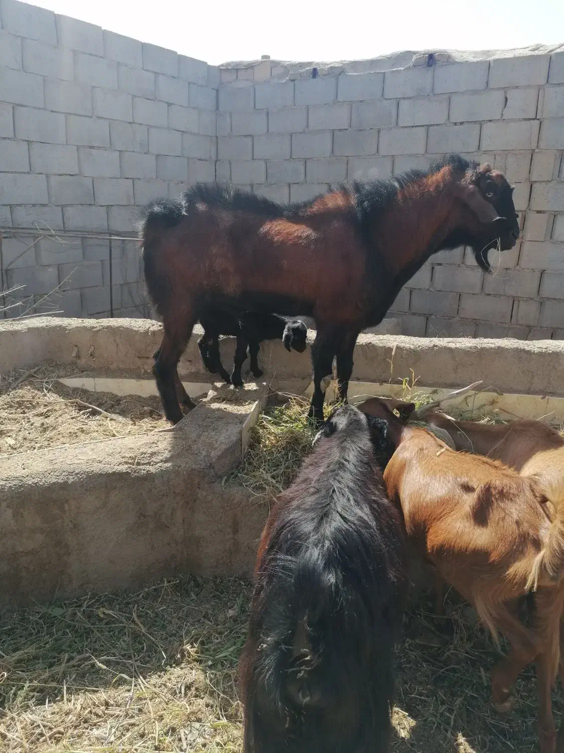 بز نژاددار بمی با بچه|حیوانات مزرعه|میبد, |دیوار