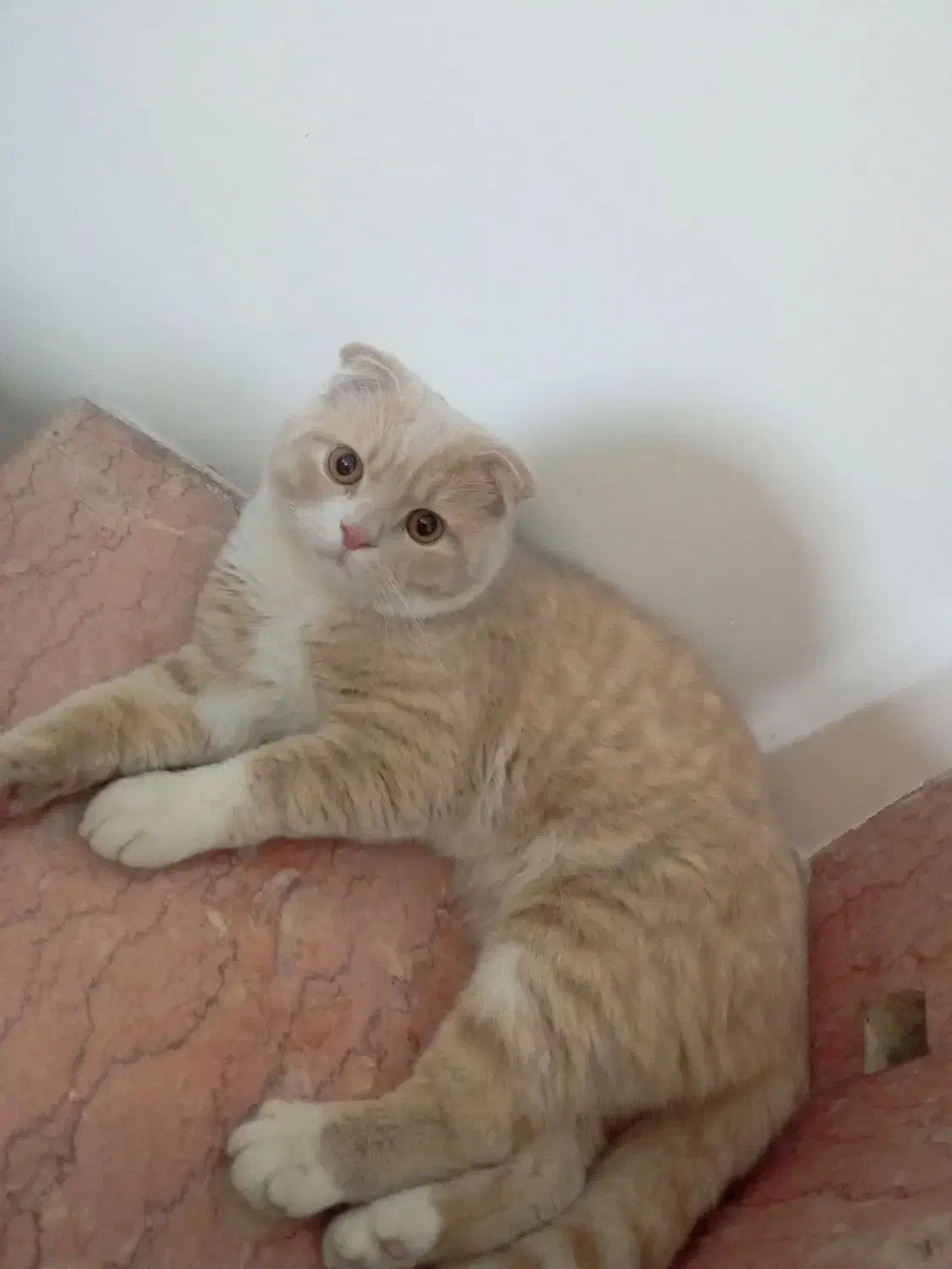 گربه اسکاتیش|گربه|ارومیه, |دیوار