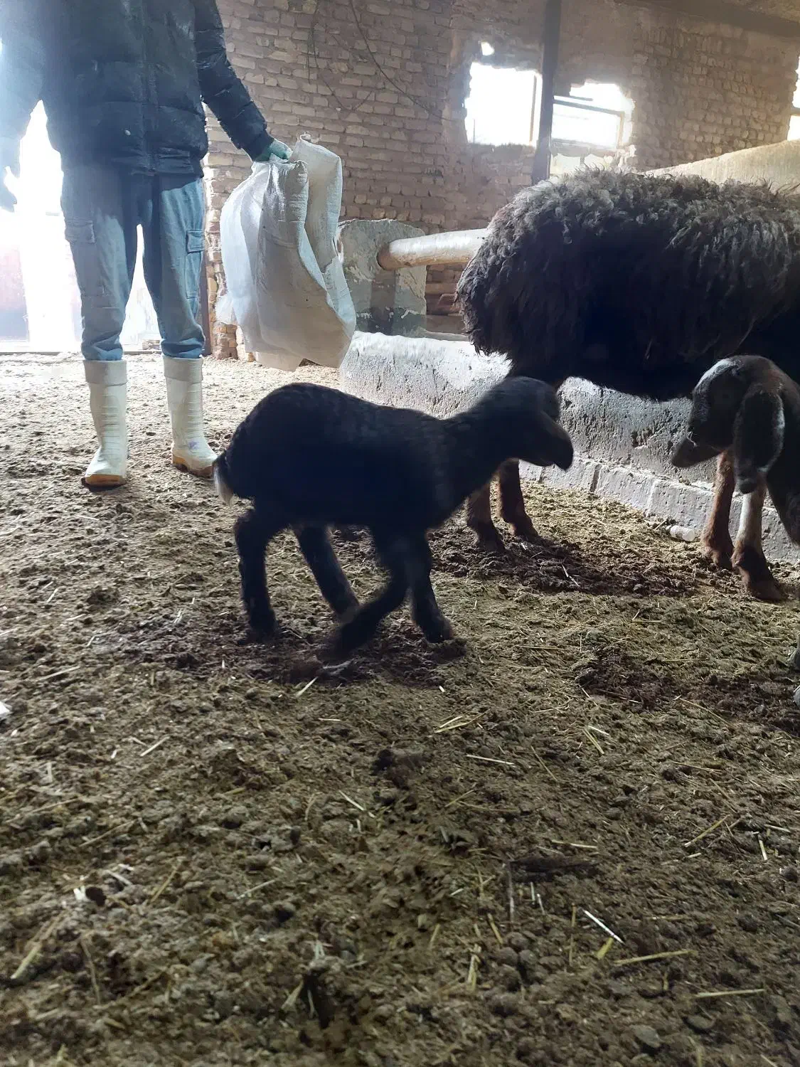 بره و بزغاله|حیوانات مزرعه|کنگاور, |دیوار