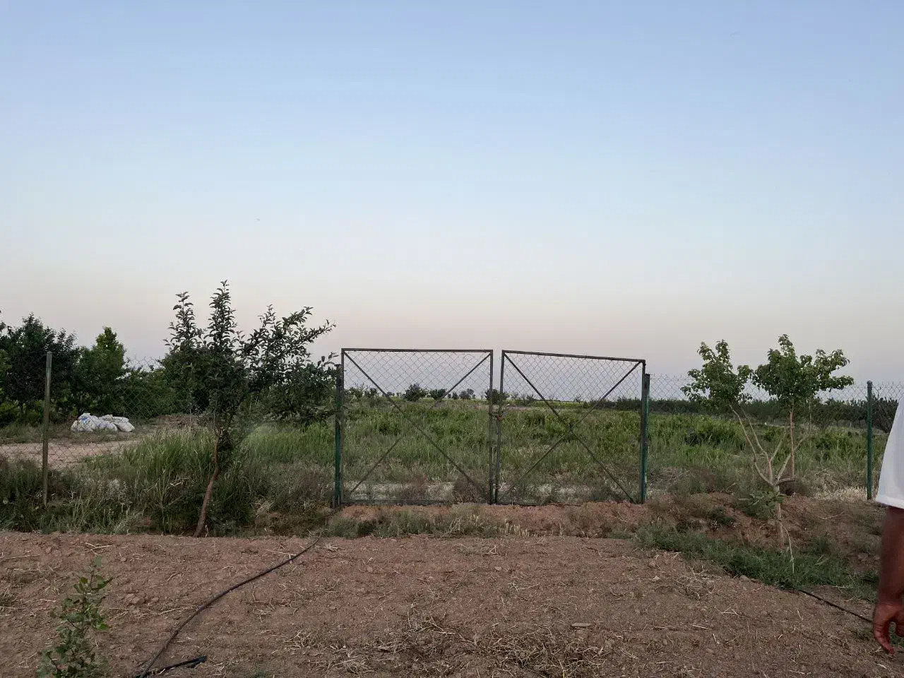 باغ پسته 1.6هکتاری|فروش زمین و ملک کلنگی|دشتابی, |دیوار