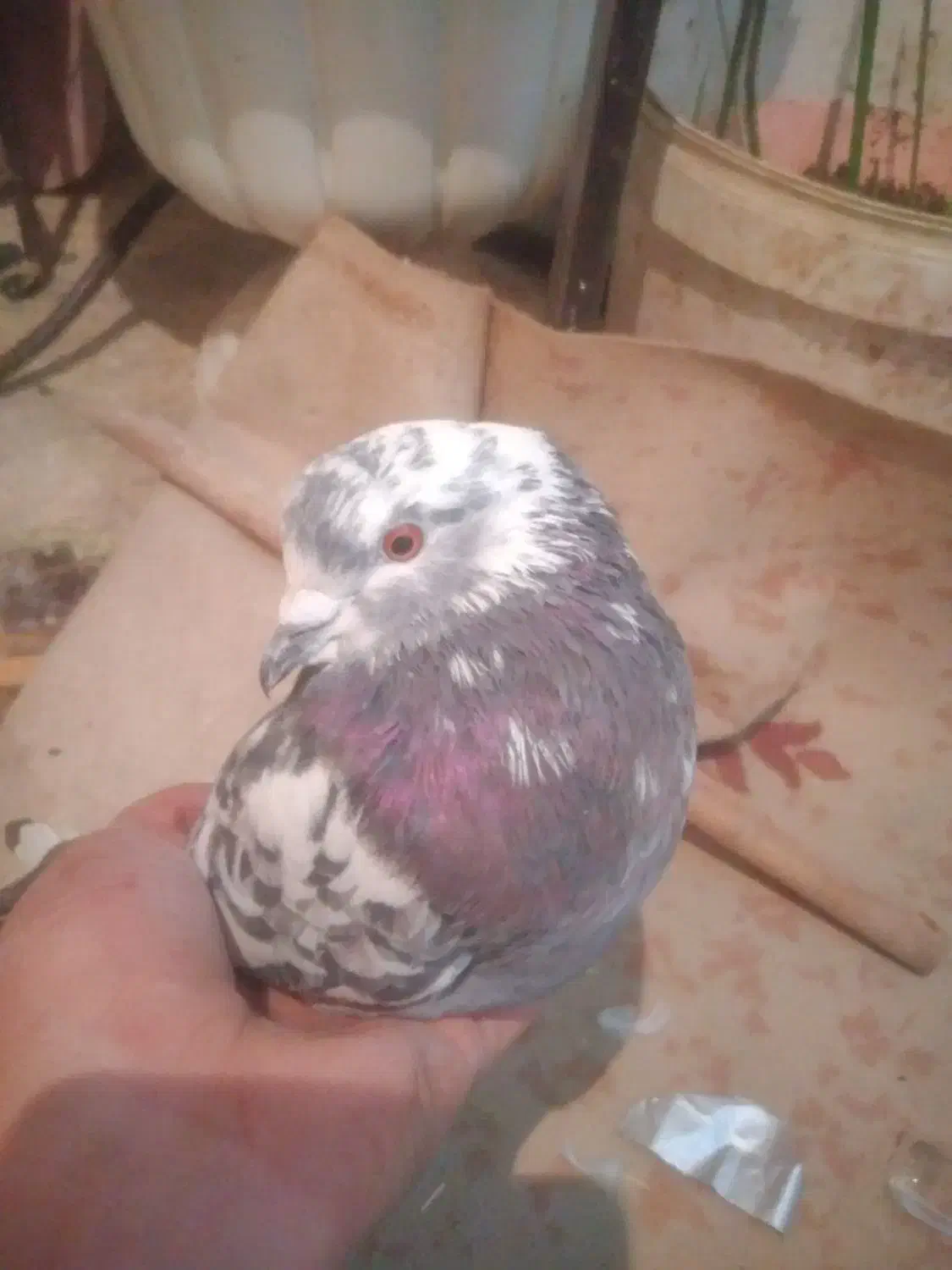 یه جفت کفتر|پرنده|پردیس, فاز ۱|دیوار