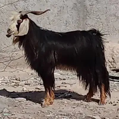 بز حامله و کهره نر|حیوانات مزرعه|برازجان, |دیوار