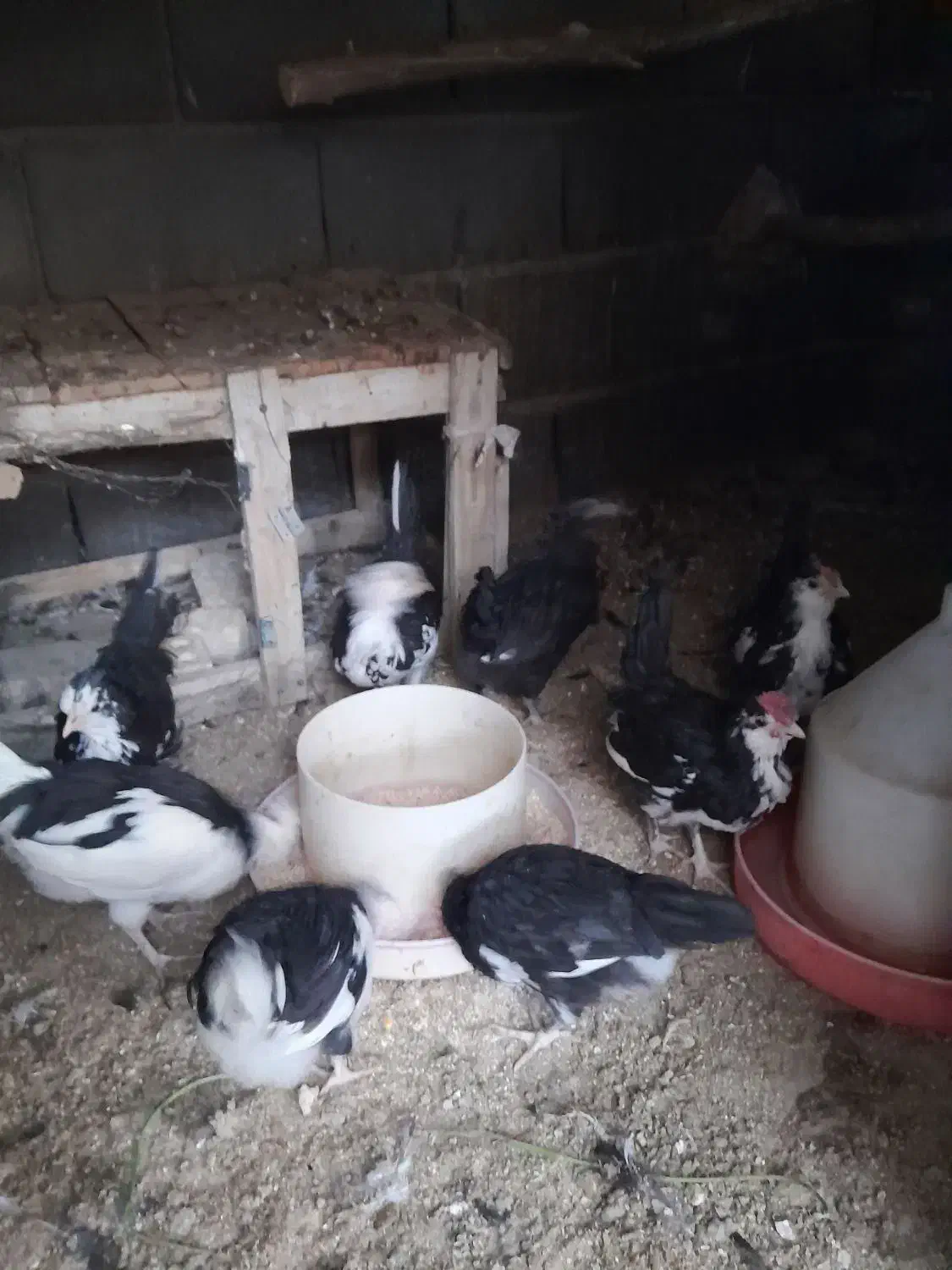 مرغ و جوجه و خروس گلین|حیوانات مزرعه|اصفهان, درب سیبه علیا|دیوار