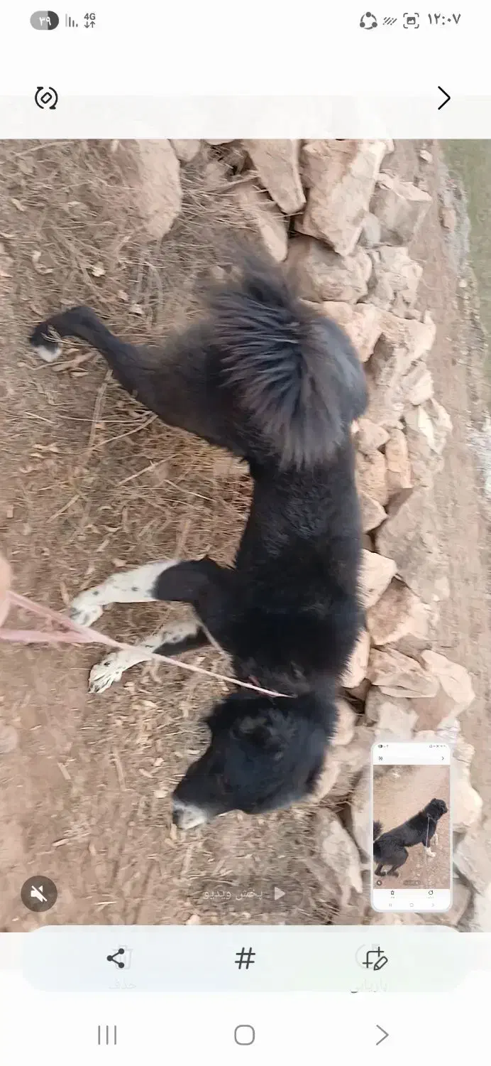 سگ قدرجونی|سگ|سرعین, |دیوار