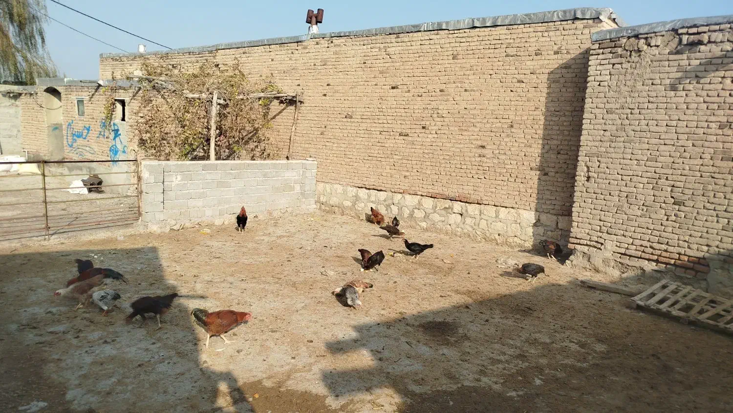 مرغ خروس|حیوانات مزرعه|محمدبار, |دیوار