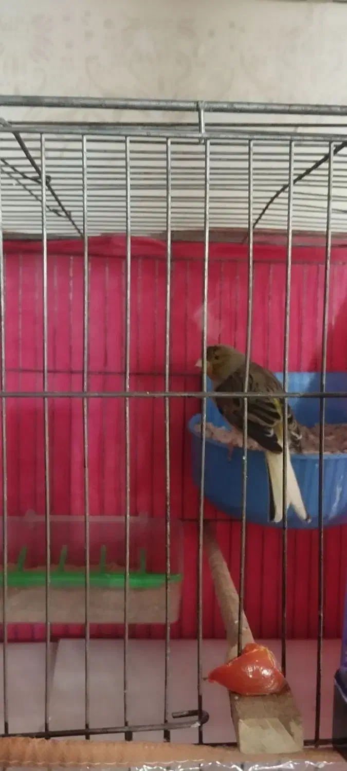 قناری نر|پرنده|مشهد, رضاییه|دیوار