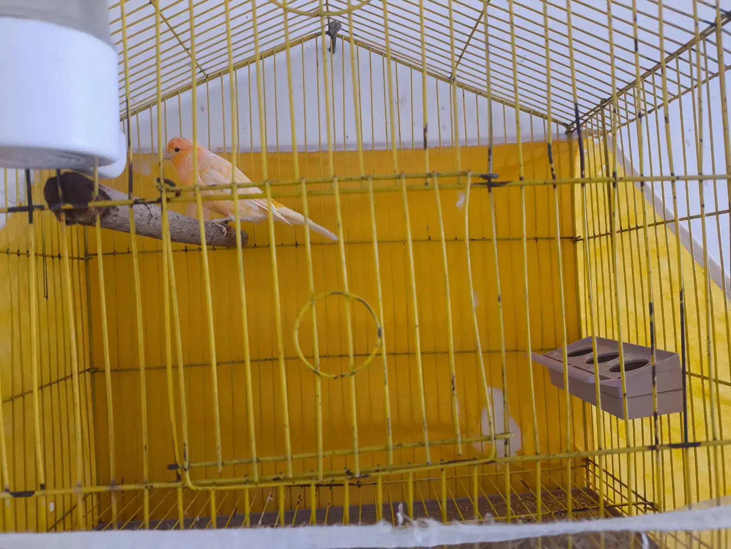 قناری پرتقالی|پرنده|بم, |دیوار