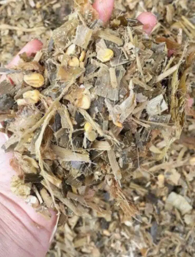 ذرت علوفه سیلو‌|عمده‌فروشی|یامچی, |دیوار