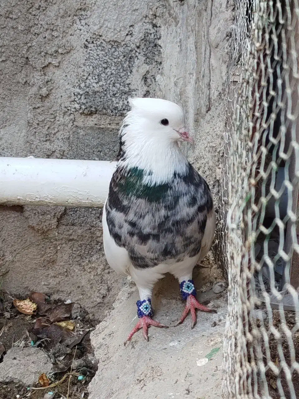 کبوتر طوقی|پرنده|گنبد کاووس, |دیوار