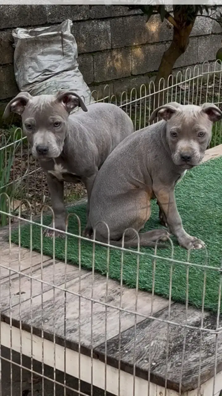 توله پیتبول بلو|سگ|رشت, گلسار|دیوار