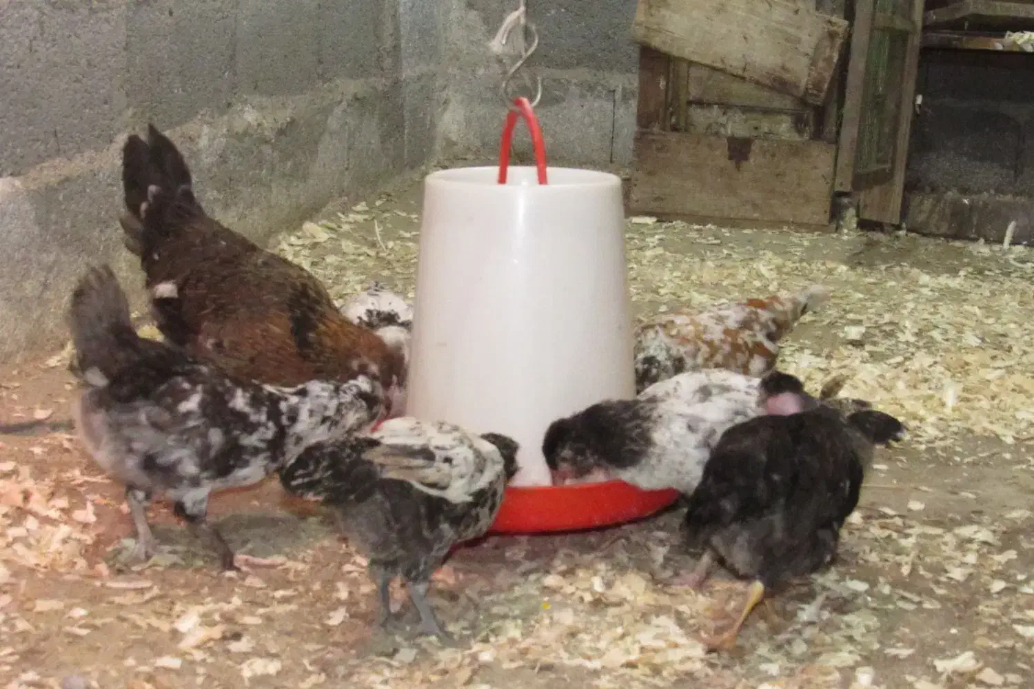 مرغ با جوجه خروس گلین کوشین پولند برهما|حیوانات مزرعه|رشت, بوسار|دیوار