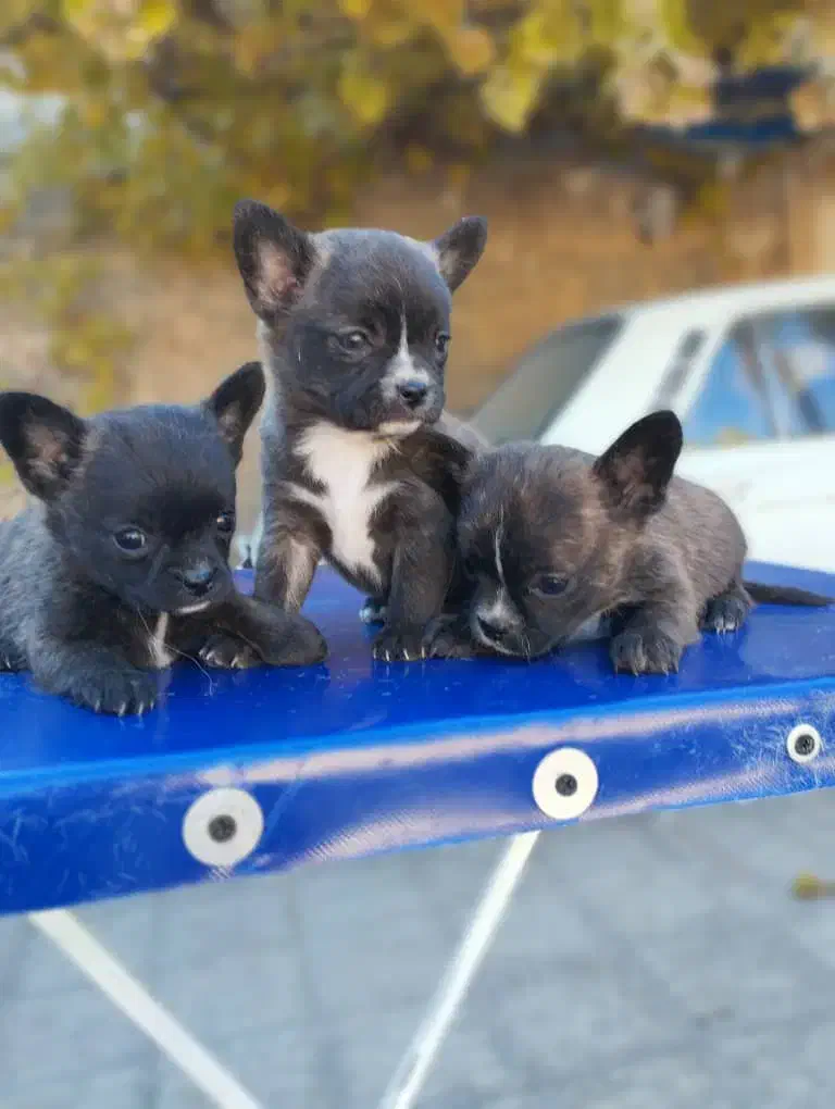 توله پامرین|سگ|تهران, شهرک آزمایش|دیوار