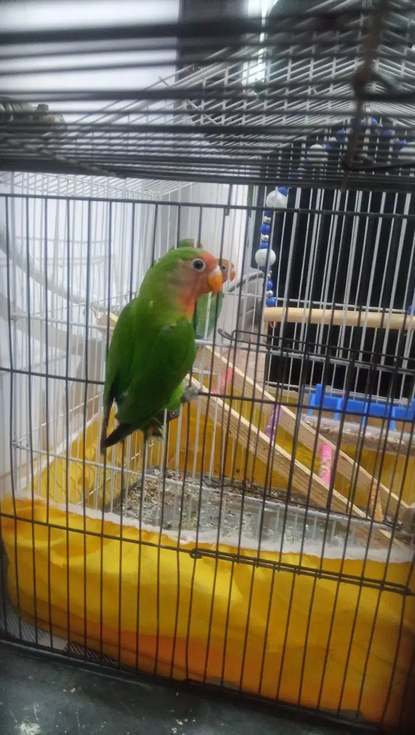 طوطی|پرنده|جوانرود, |دیوار